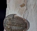 Elrathia kingii (MEEK 1870) & Peronopsis interstricta (WHITE 1874) - Bild &copy; FossNet FossilienStore
